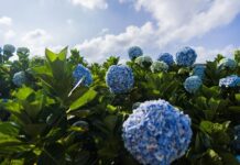 Hydrangea Trees in Different Climates: Tips for Various Regions Hydrangea Trees
