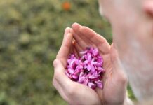 Common Problems with Hydrangea Trees and How to Solve Them Problems of Hydrangea Trees