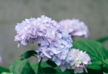 Hydrangea Trees Throughout the Year: A Seasonal Care Calendar Hydrangea Trees